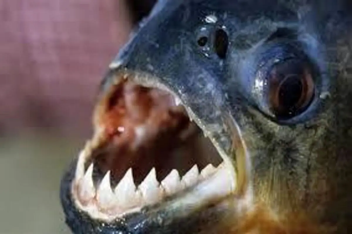 حمله وحشتناک یک ماهی گوشت‌ خوار برای شکار طعمه!+ فیلم