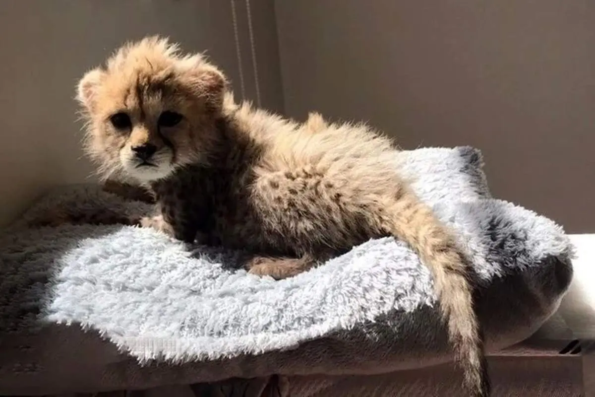 ۷۷ روزگیِ آقا «پیروز» به روایت تصویر