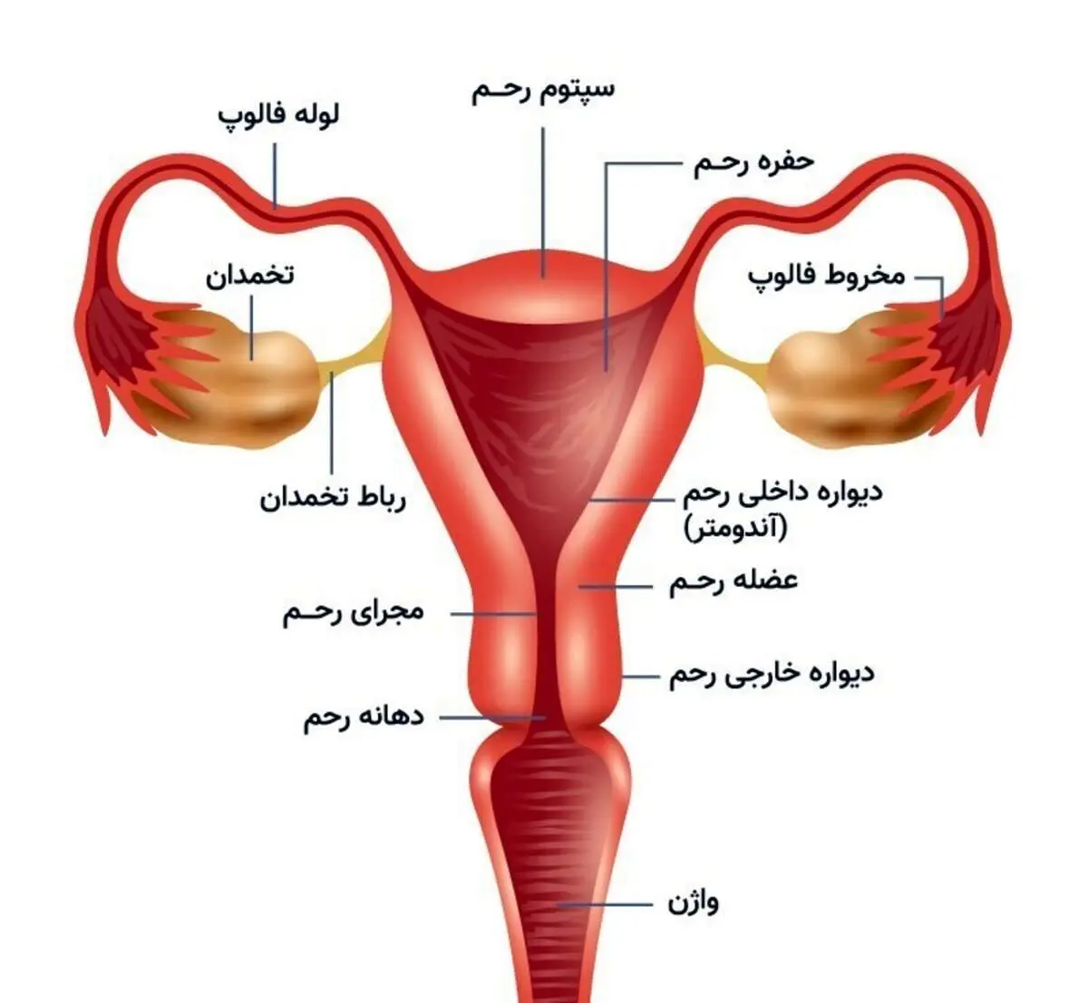 نقش اندازه آلت تناسلی زنانه در رابطه جنسی