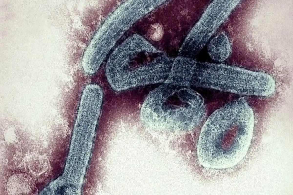 غنا اولین موارد ویروس مرگبار ماربورگ را تایید کرد
