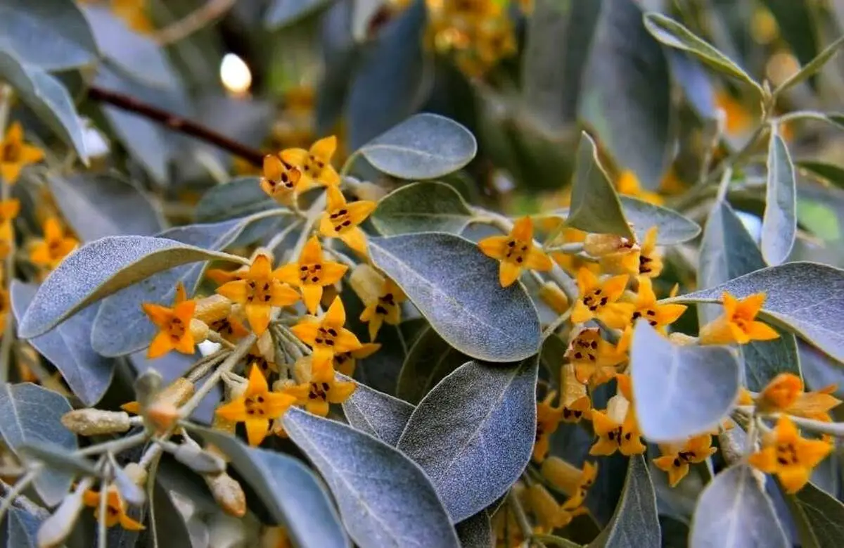 گلی برای افزایش میل جنسی زنان
