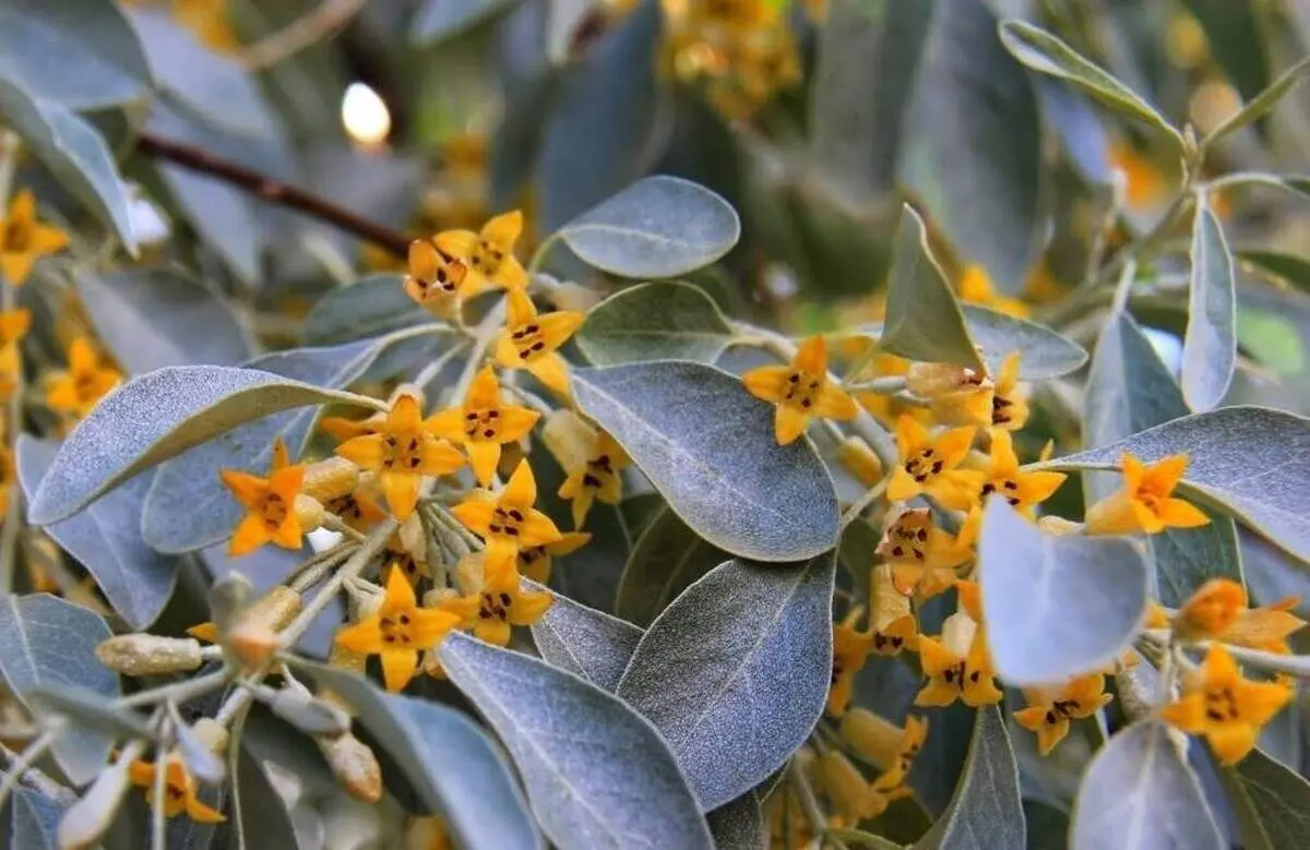 گلی برای افزایش میل جنسی زنان
