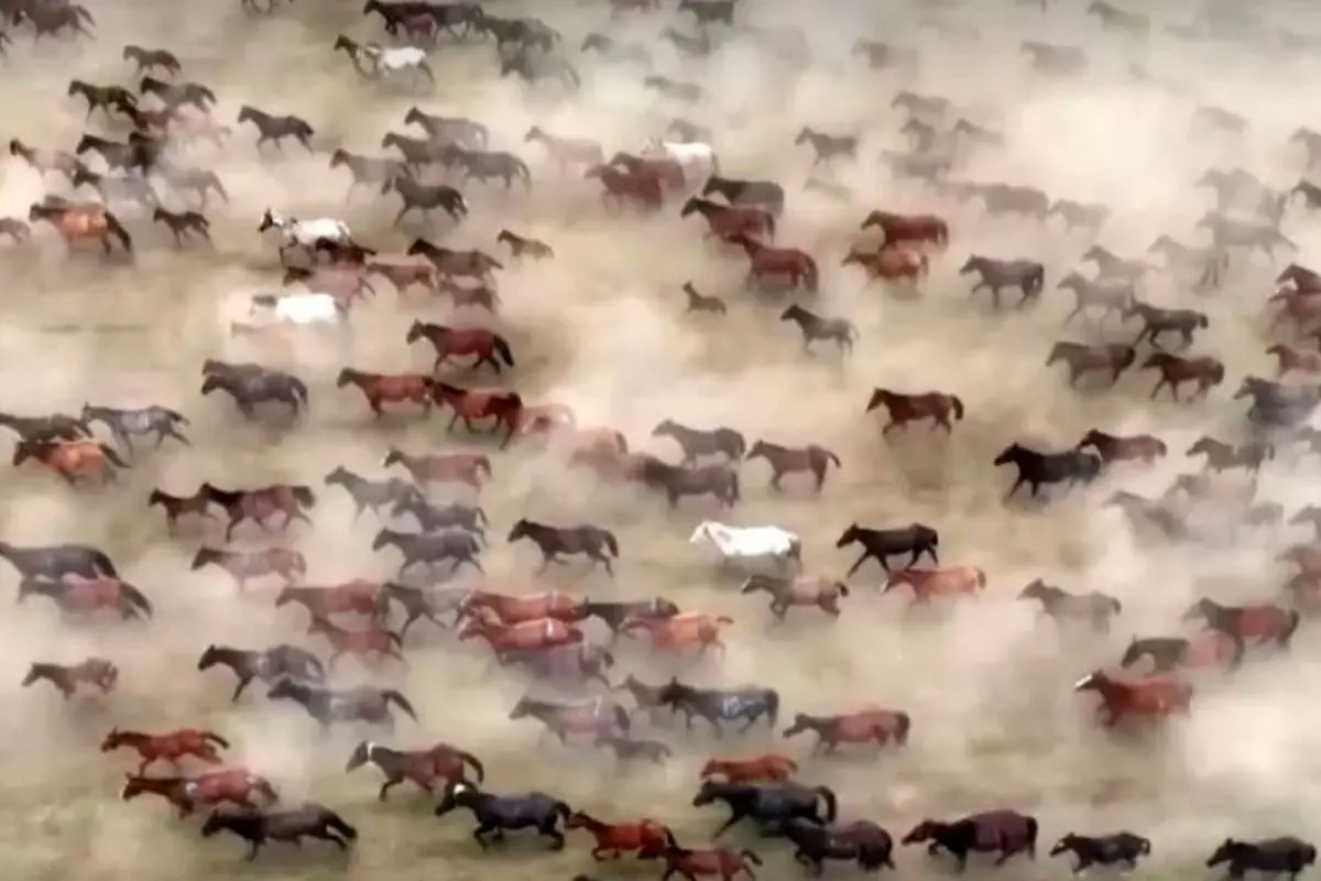 ویدئویی جذاب و دیدنی از تاخت و تاز هزاران اسب+ فیلم