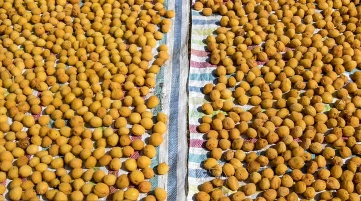 برگزاری دومین جشنواره زردآلو در مرند
