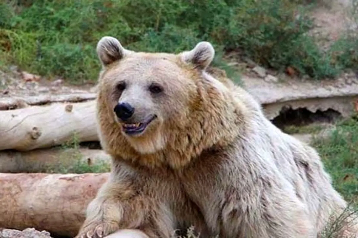 حمله ناموفق خرس به یک دختر جوان در باغ وحش!+ فیلم