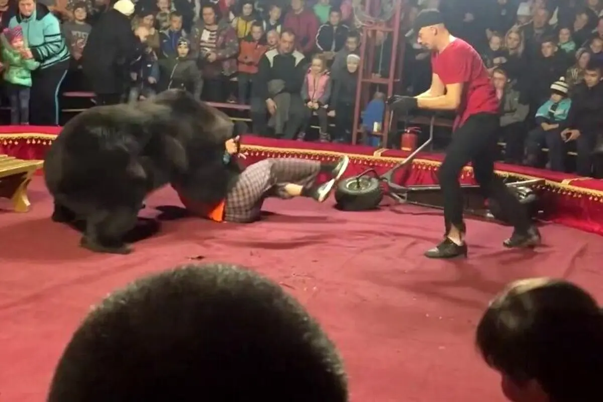 حمله ترسناک خرس سیرک به مربی‌ اش مقابل چشم تماشاچیان + فیلم