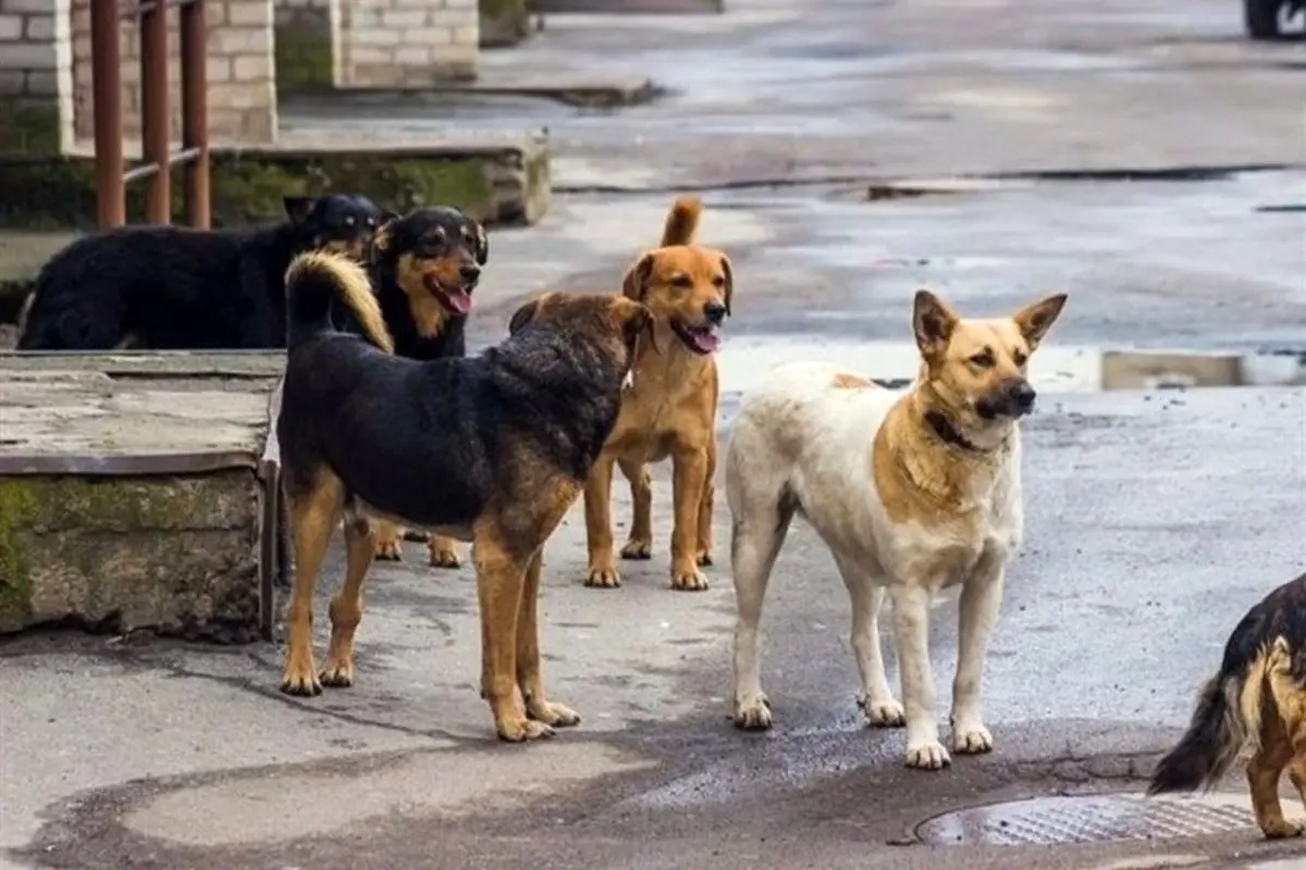 تهران حدود ۶ هزار سگ بدون صاحب دارد