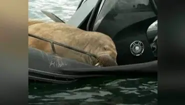خواب آرام شیر دریایی روی یک قایق + فیلم
