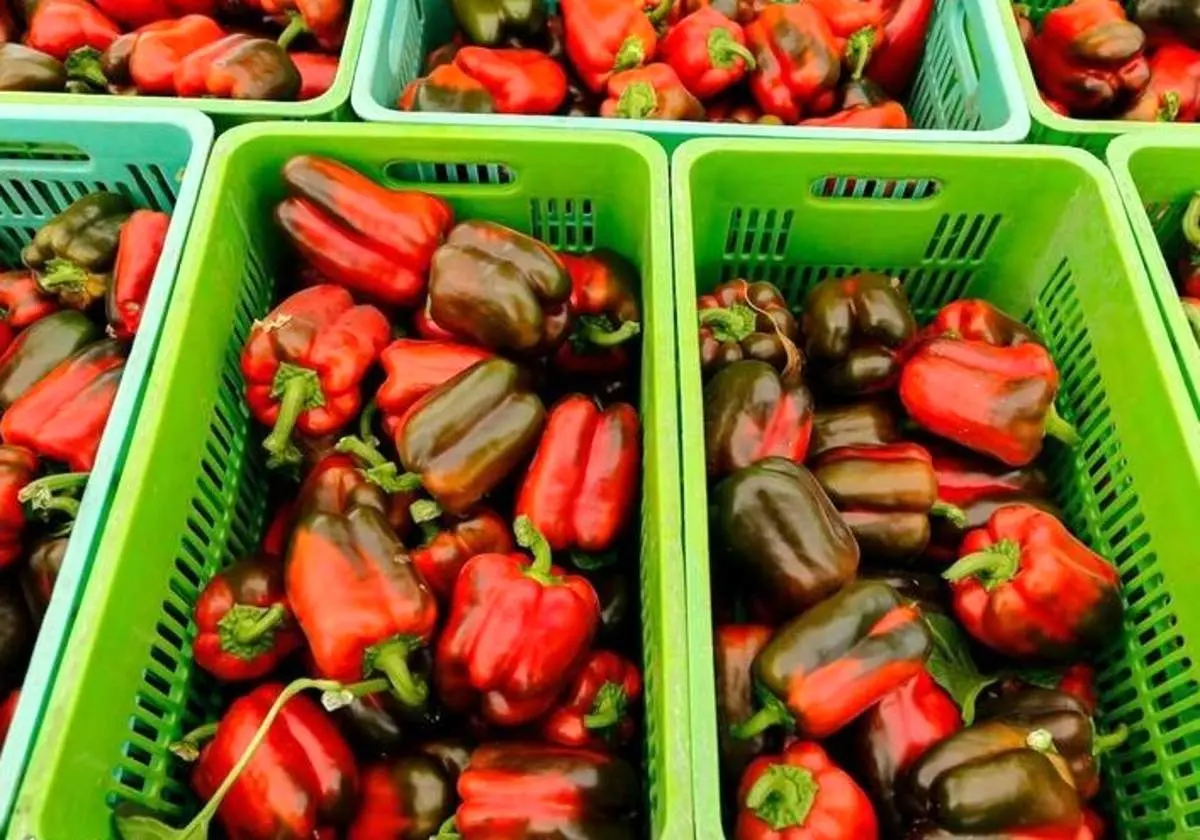 برداشت فلفل دلمه های رنگی از گلخانه‌ های اصفهان