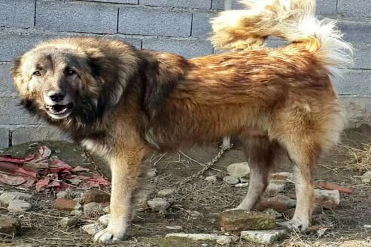 سگ هار هشت شهروند مشگین‌شهری را راهی بیمارستان کرد