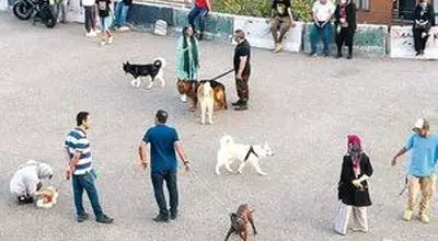 چوپانی مدرن در خیابان‌های تهران؛ وقتی سگ‌گردانی شغل می‌شود