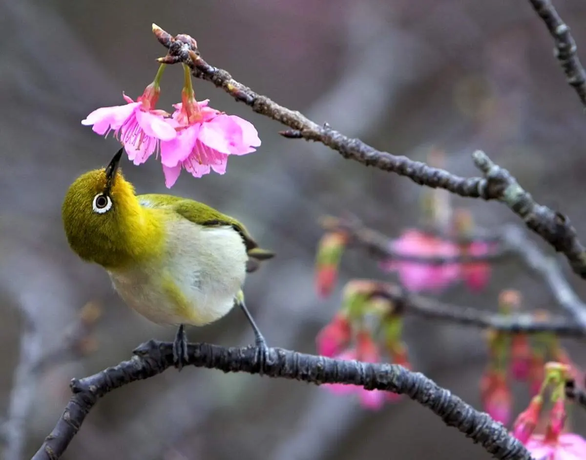 فروردین ۱۴۰۵ در یک نگاه؛ روز سیزده‌بدر کی است؟