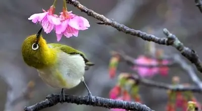 فروردین ۱۴۰۵ در یک نگاه؛ روز سیزده‌بدر کی است؟