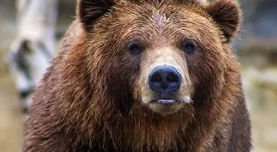 خرس قهوه‌ای مازندران بر اثر تیراندازی فلج شد