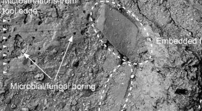چکش عجیبی که ۵۰ میلیون سال پیش از استخوان فیل ساخته شد+عکس
