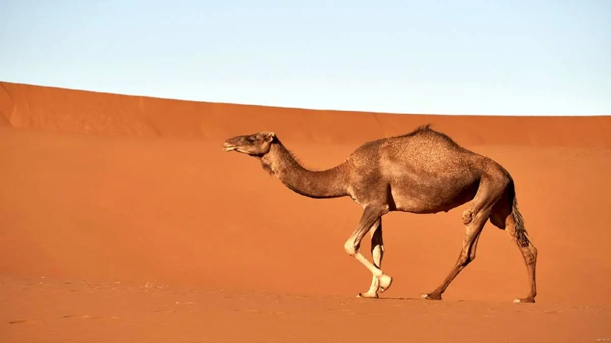 راهکار خارق العاده شترها برای عبور از تپه های شنی + فیلم