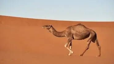 راهکار خارق العاده شترها برای عبور از تپه های شنی + فیلم