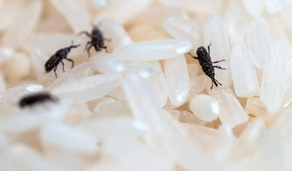 روش‌های ساده و کاربردی برای رهایی از سوسک برنج

