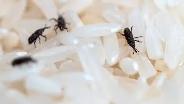 روش‌های ساده و کاربردی برای رهایی از سوسک برنج

