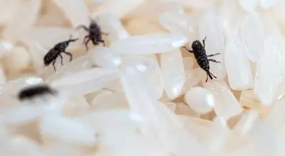 روش‌های ساده و کاربردی برای رهایی از سوسک برنج

