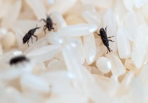 روش‌های ساده و کاربردی برای رهایی از سوسک برنج

