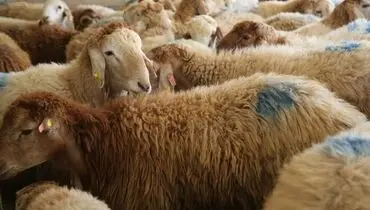 قیمت رسمی دام زنده اعلام شد