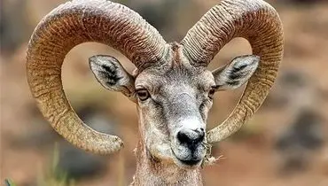 لحظه دلهره آور درگیری تن به تن یک مرد با قوچ + فیلم