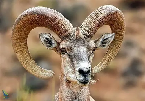 لحظه دلهره آور درگیری تن به تن یک مرد با قوچ + فیلم