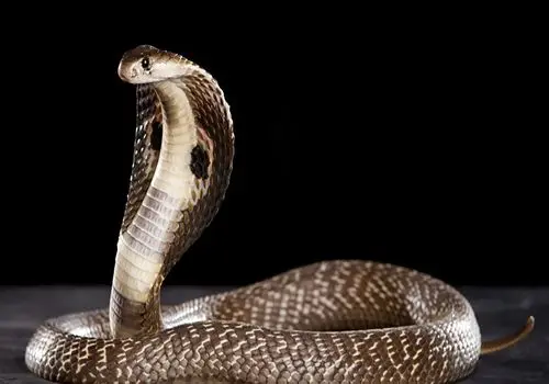 شاه کبرا خطرناک ترین مار زهر دار جهان + فیلم