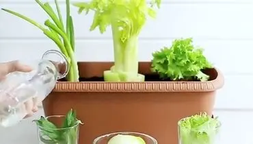 ترفند های جالب پرورش گل و گیاه+فیلم