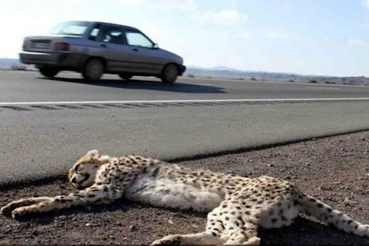 مرگ دردناک یوزپلنگ ایرانی در تصادف جاده‌ای+ فیلم