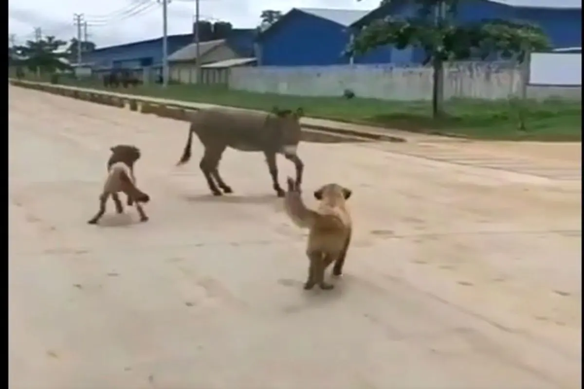 نبرد ناموفق دو سگ با یک الاغ!+ فیلم