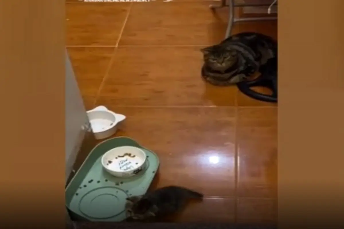 واکنش جالب گربه مادر به تلاش‌های ماجراجویانه فرزندش+فیلم