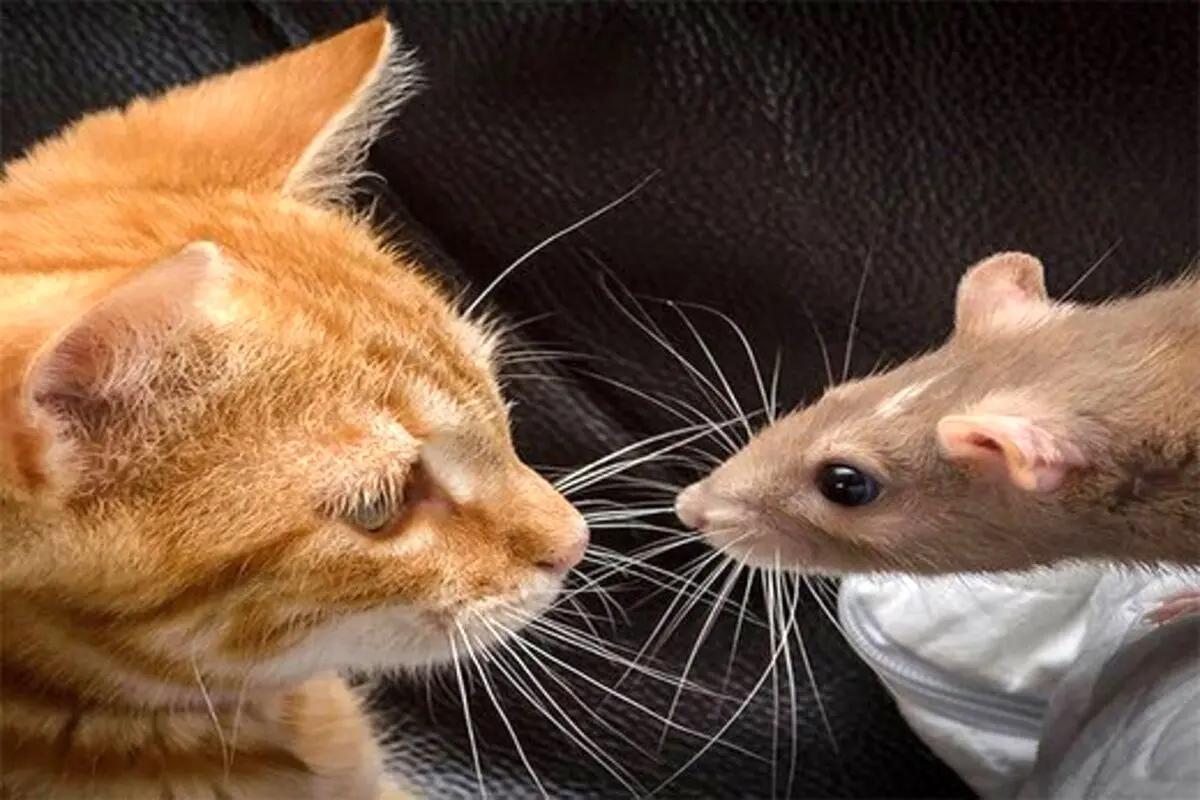 حمله باورنکردنی یک موش شجاع به گربه؛ فرار شکارچی از دست شکار! + فیلم