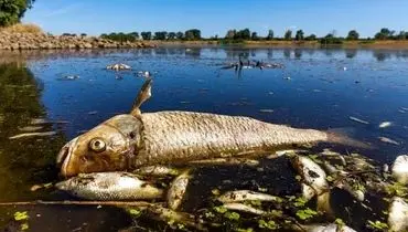 مرگ مرموز ماهی‌ها در لهستان؛ برای شناسایی عاملان آلودگی جایزه تعیین شد
