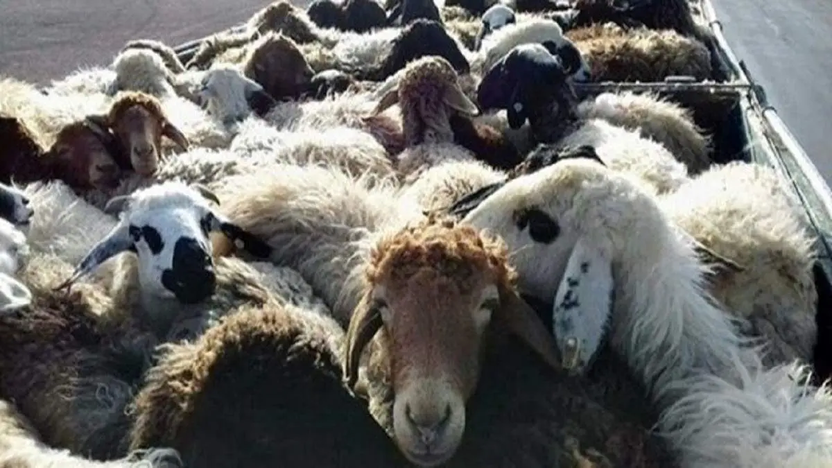 شیوه نامه صادرات دام ابلاغ نشده است