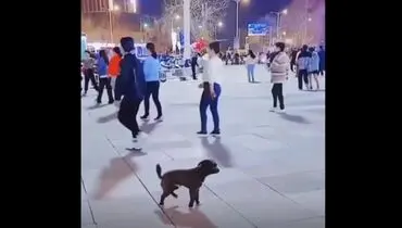 انجام حرکات موزون توسط یک سگ به تقلید از گروه بانوان+فیلم