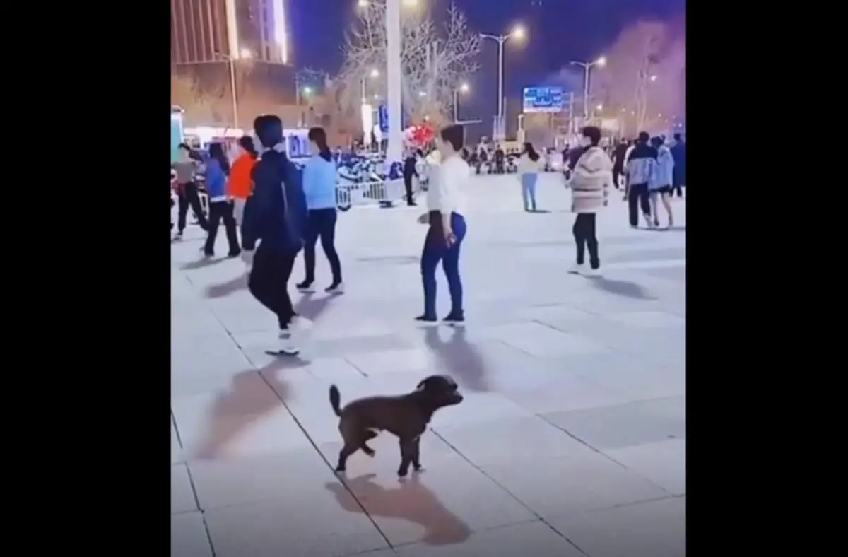 انجام حرکات موزون توسط یک سگ به تقلید از گروه بانوان+فیلم
