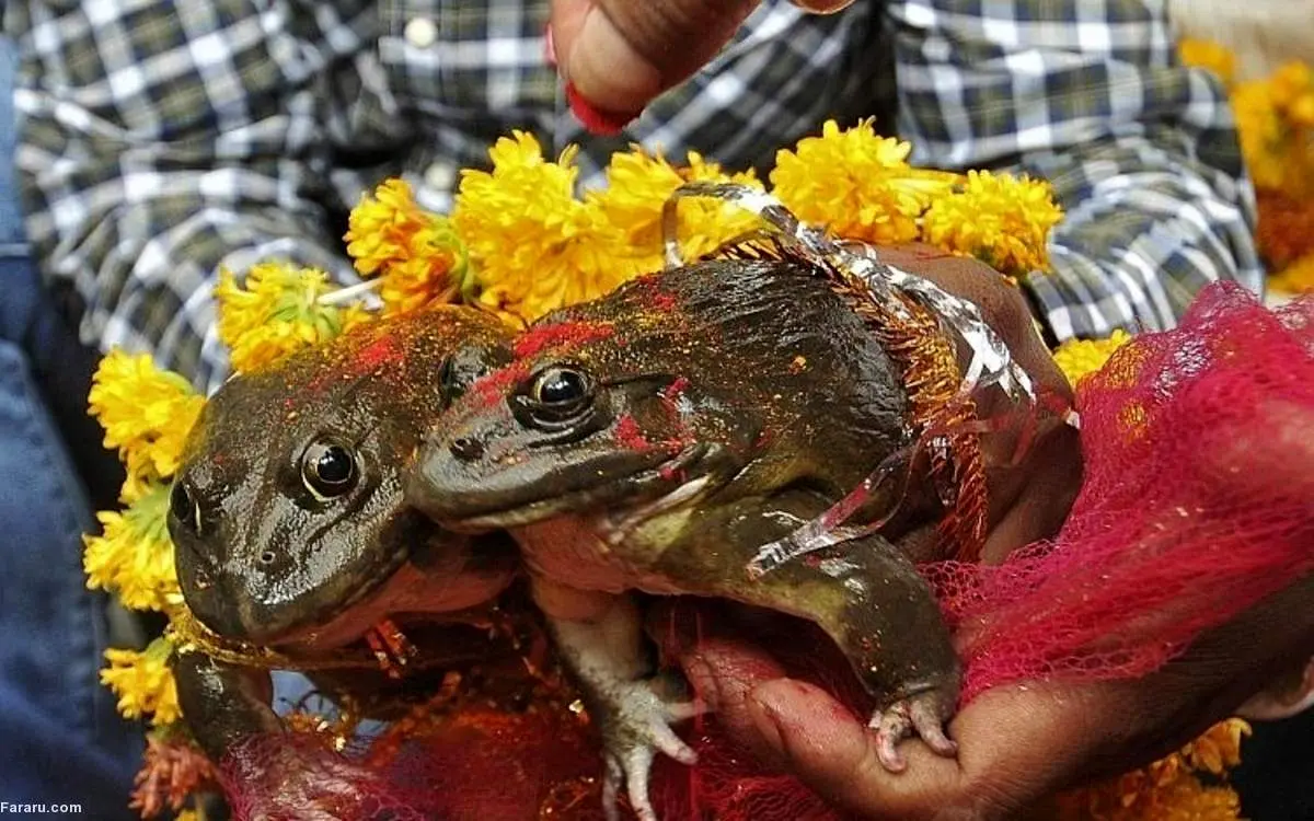 جشن عروسی دو قورباغه به امید پایان خشکسالی!+ فیلم