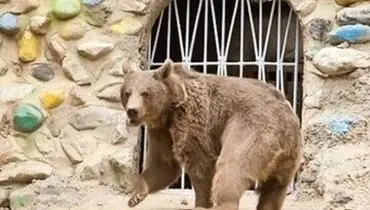 بی قراری دردناک خرس باغ وحش تهران از شدت گرما+ فیلم