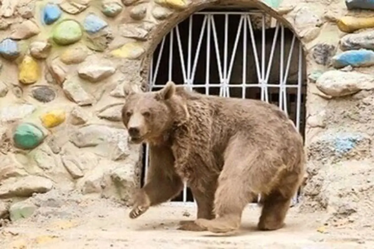 بی قراری دردناک خرس باغ وحش تهران از شدت گرما+ فیلم