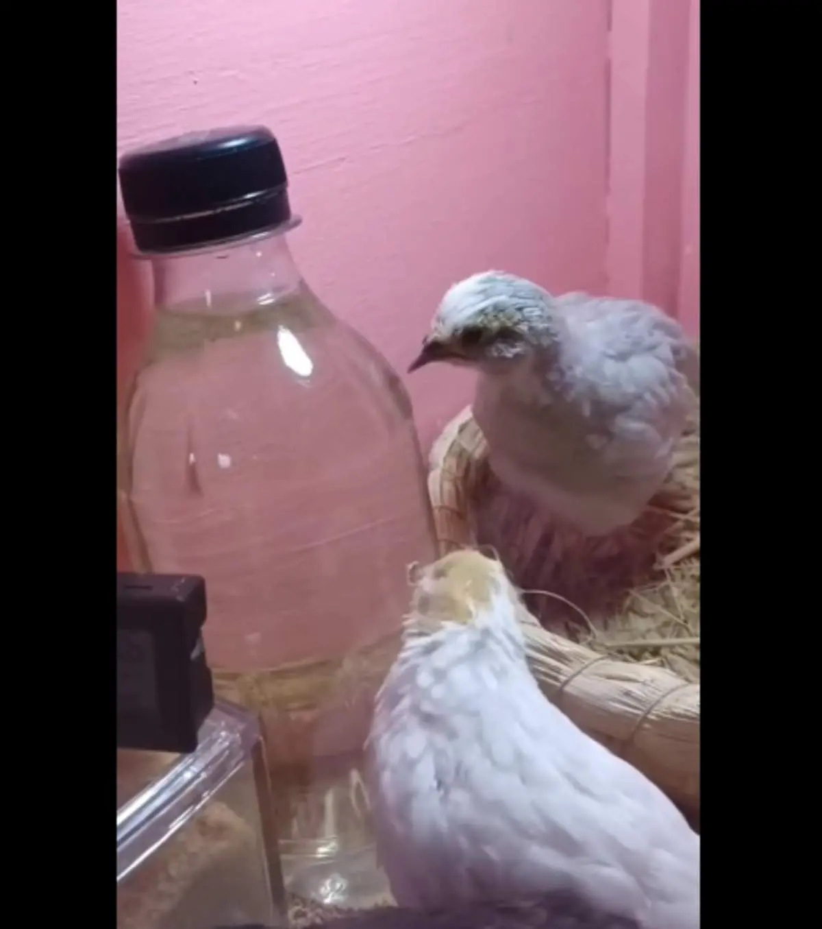 آب خوردن جالب جوجه ها از بطری آب+فیلم