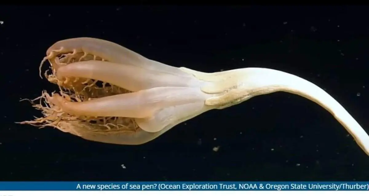 مشاهده یک موجود عجیب شاخک‌دار در اعماق اقیانوس آرام + فیلم و تصاویر