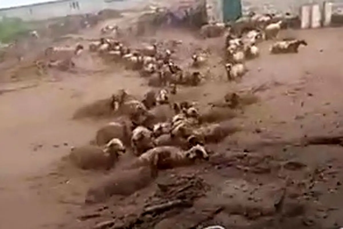 تلف شدن گوسفندان در چادگان اصفهان‌ در سیل + فیلم