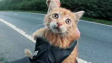 نجات یک بچه گربه از وسط بزرگراه!