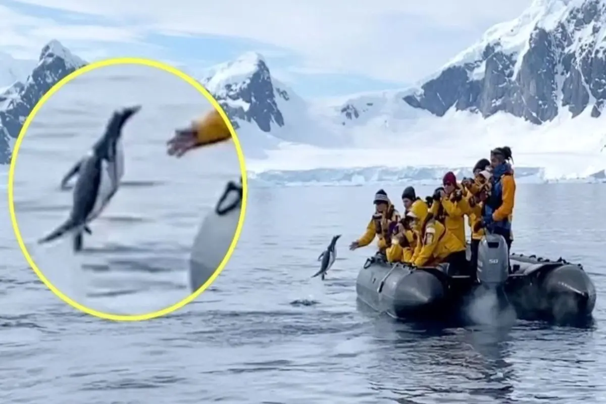 فرار زیرکانه پنگوئن از دست نهنگ‌ های قاتل!+ فیلم