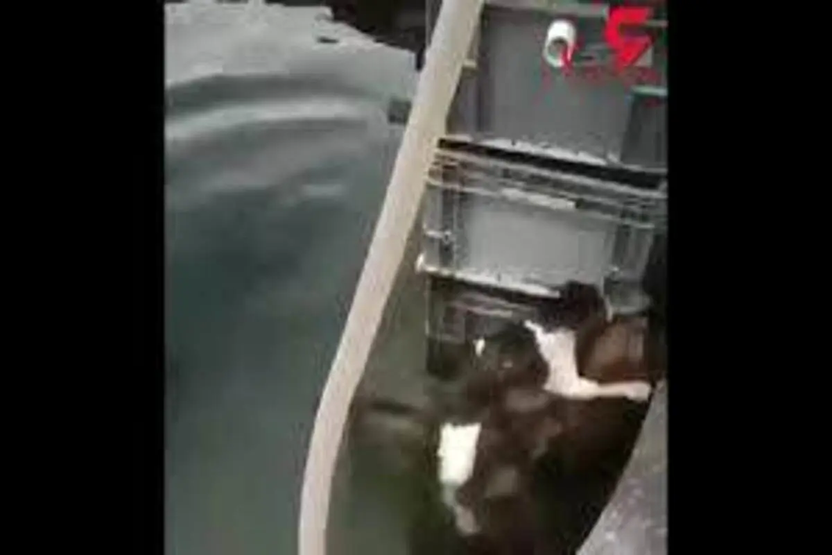 نجات جالب گربه از آب توسط سگ +فیلم