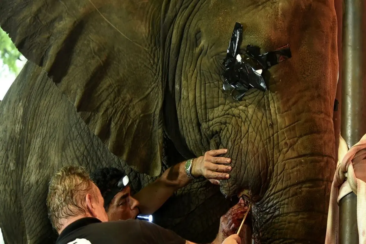 راحت شدن یک فیل پس از سال‌ها از درد عاج+ فیلم