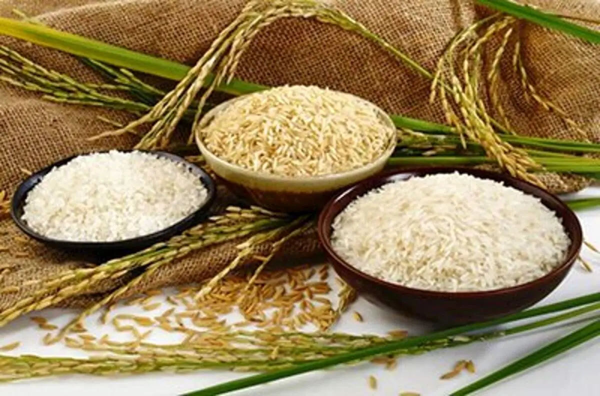 کاهش جدی قیمت برنج در راه است
