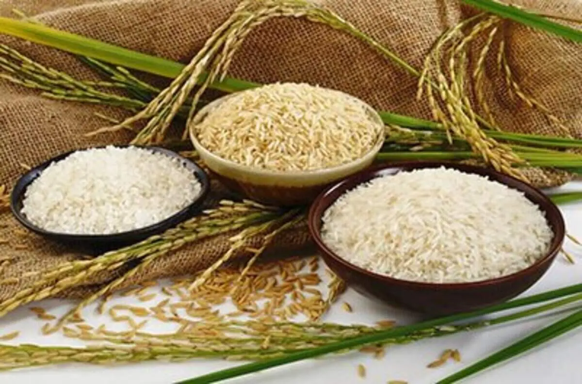 کاهش جدی قیمت برنج در راه است